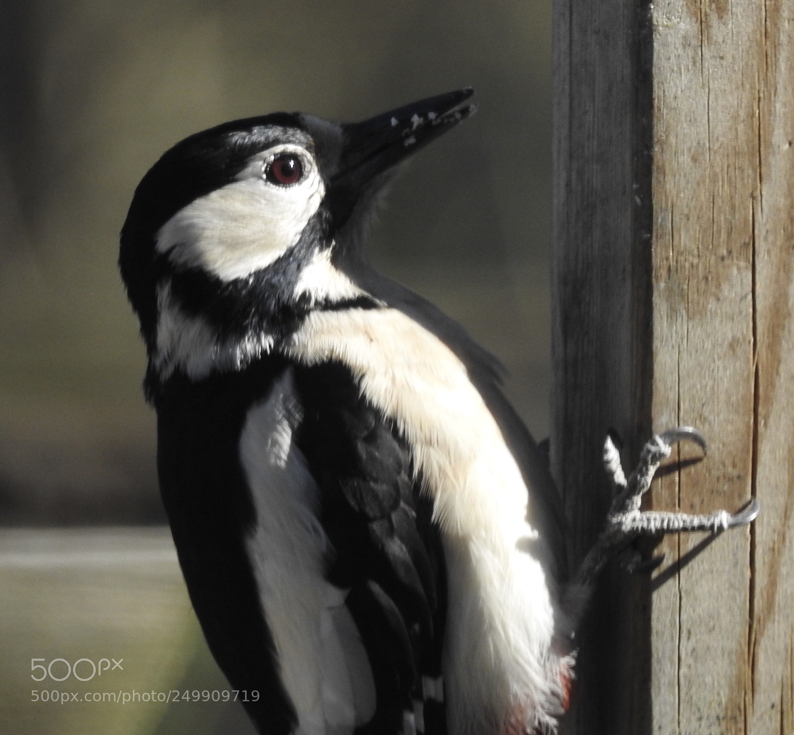 Nikon Coolpix P900 sample photo. Great spotted woodpecker photography