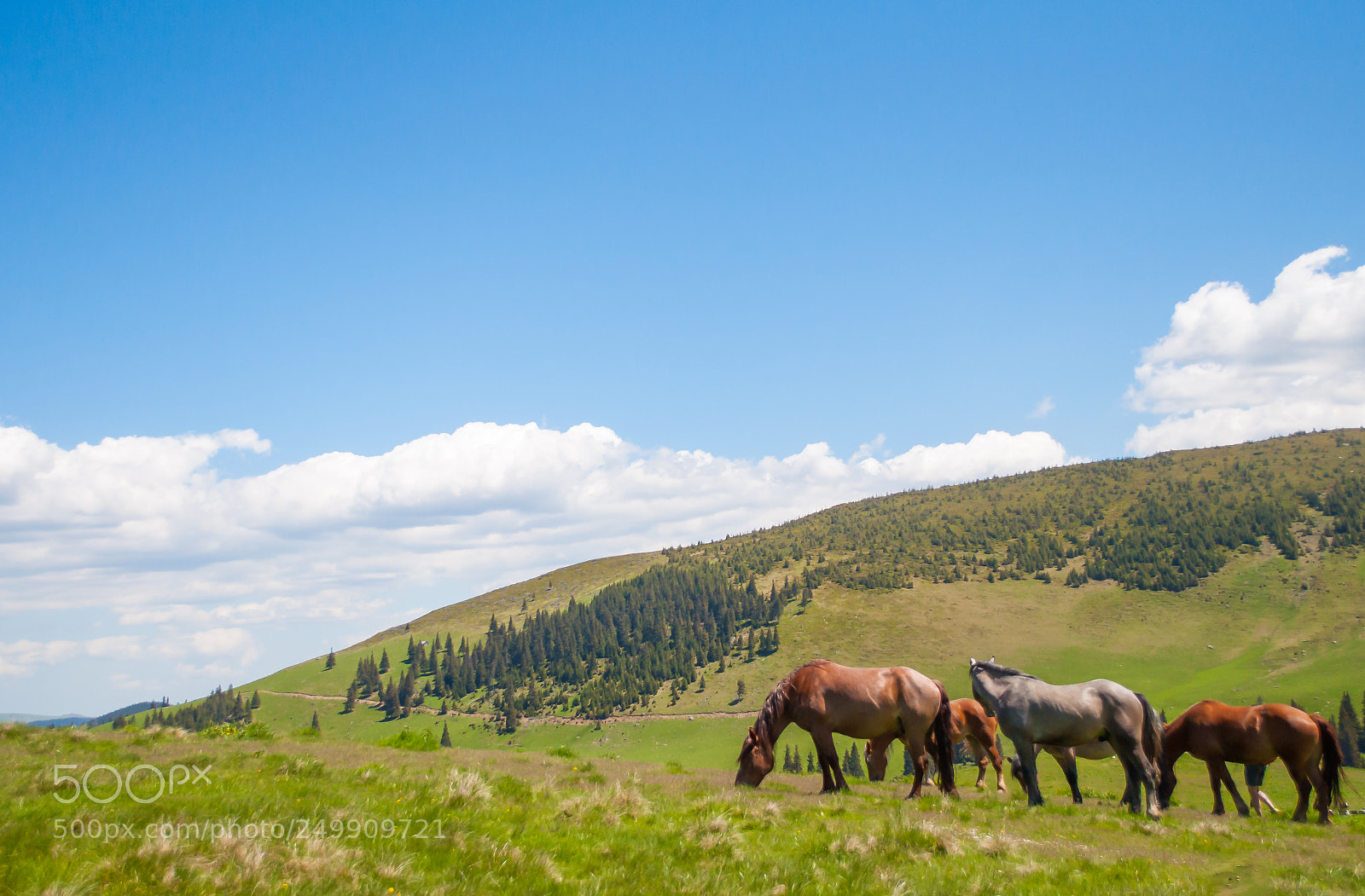 Nikon D5000 sample photo. Wild and free photography