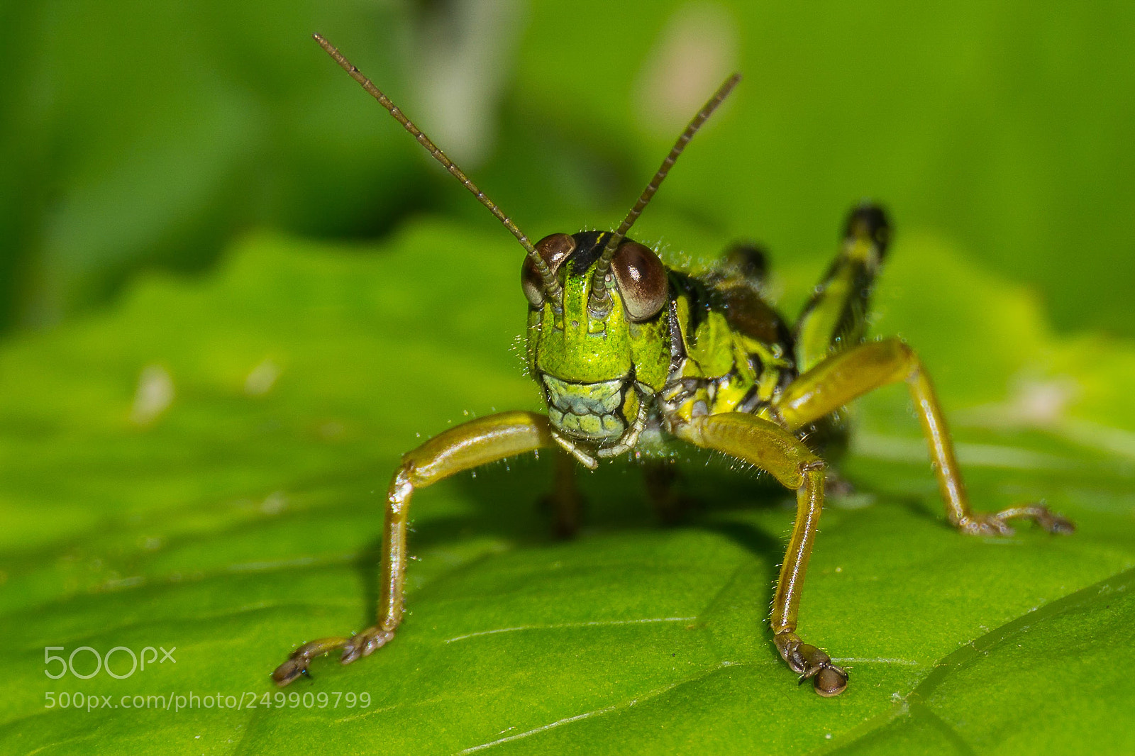 Sony a6000 sample photo. Green monster photography