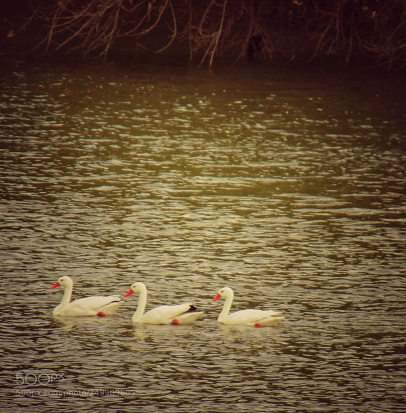 Nikon COOLPIX L340 sample photo. Cisnes photography