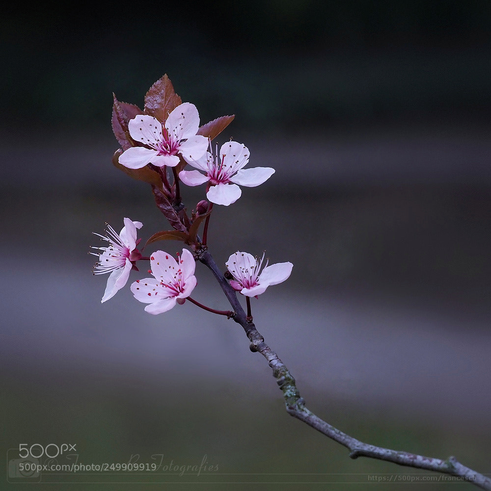 Olympus OM-D E-M1 Mark II sample photo. Prunus cerasifera 'pissardii' photography
