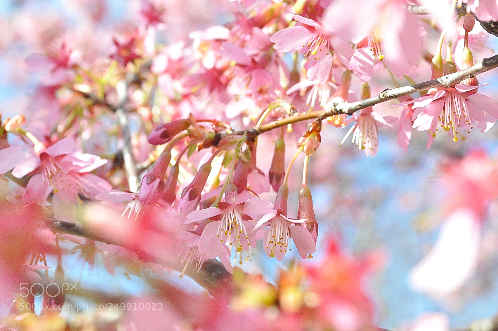 Nikon D5000 sample photo. Beautiful spring photography