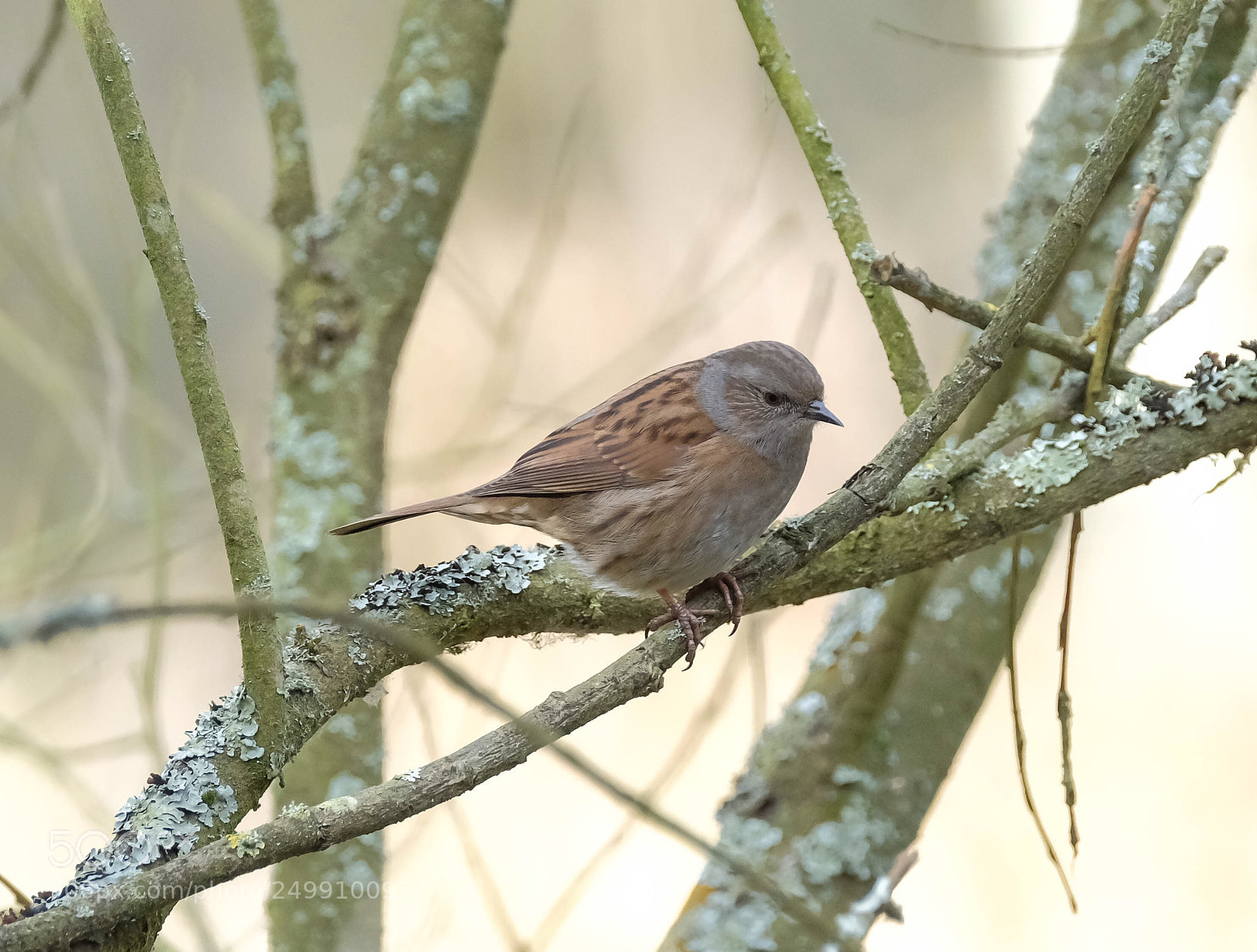 Fujifilm X-T2 sample photo. Dunnock ? photography