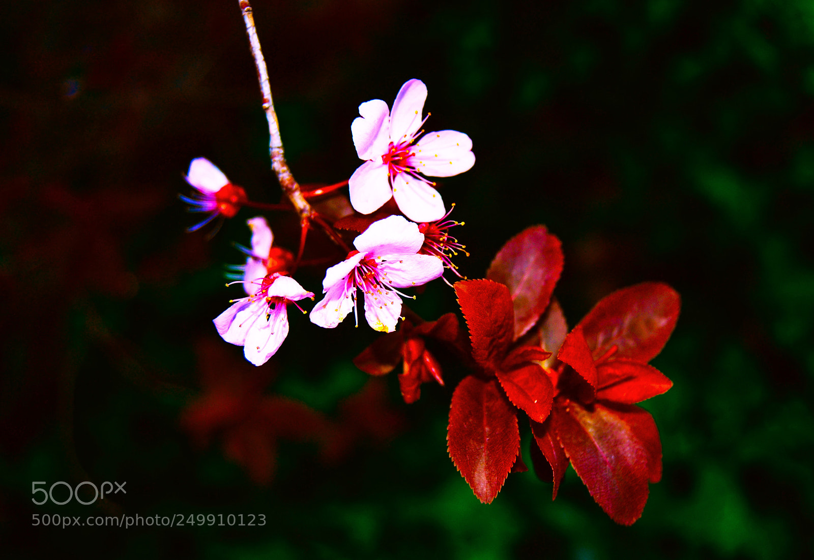 Nikon D3100 sample photo. Primavera photography