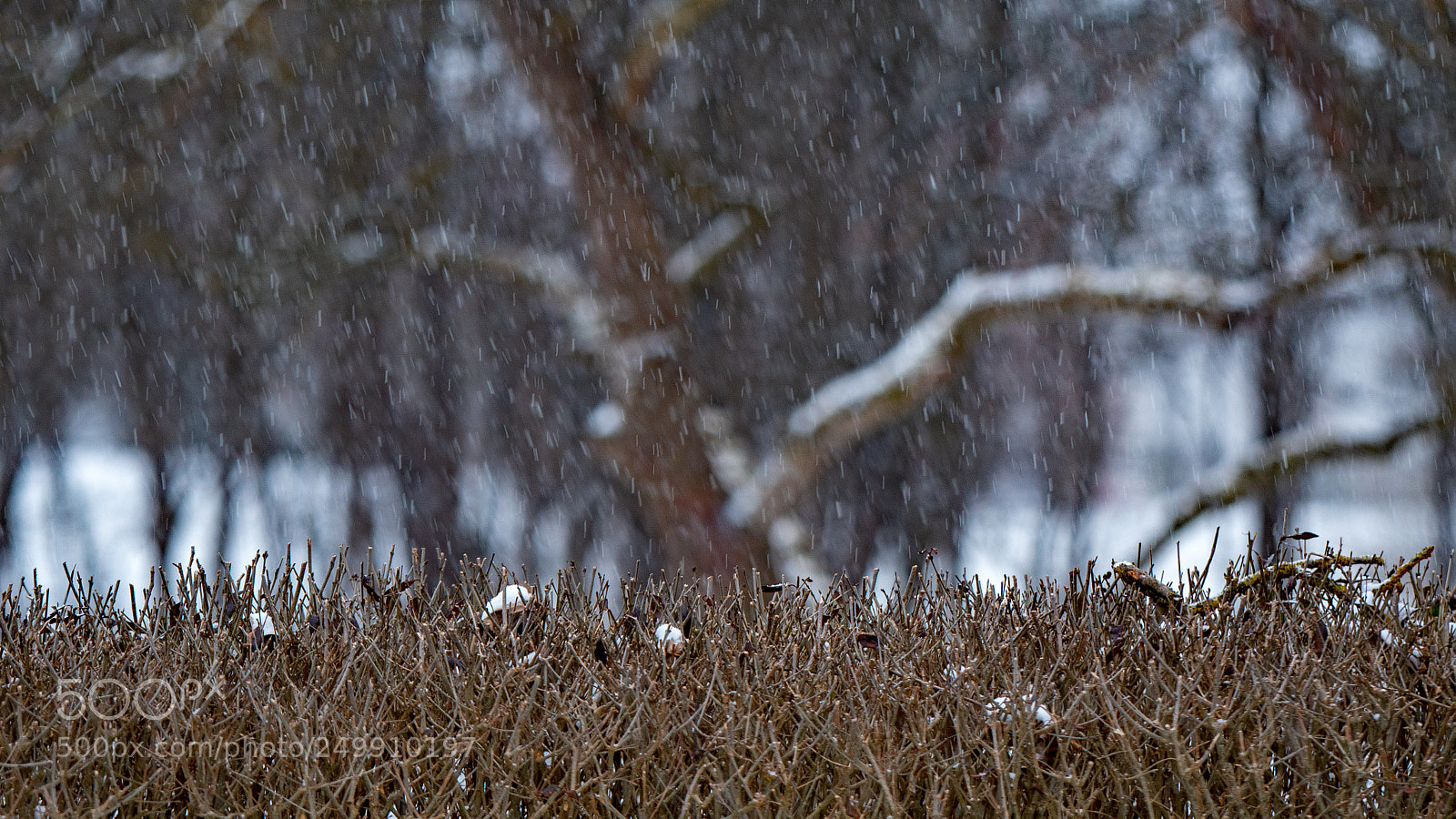 Nikon D500 sample photo. Hecke! photography