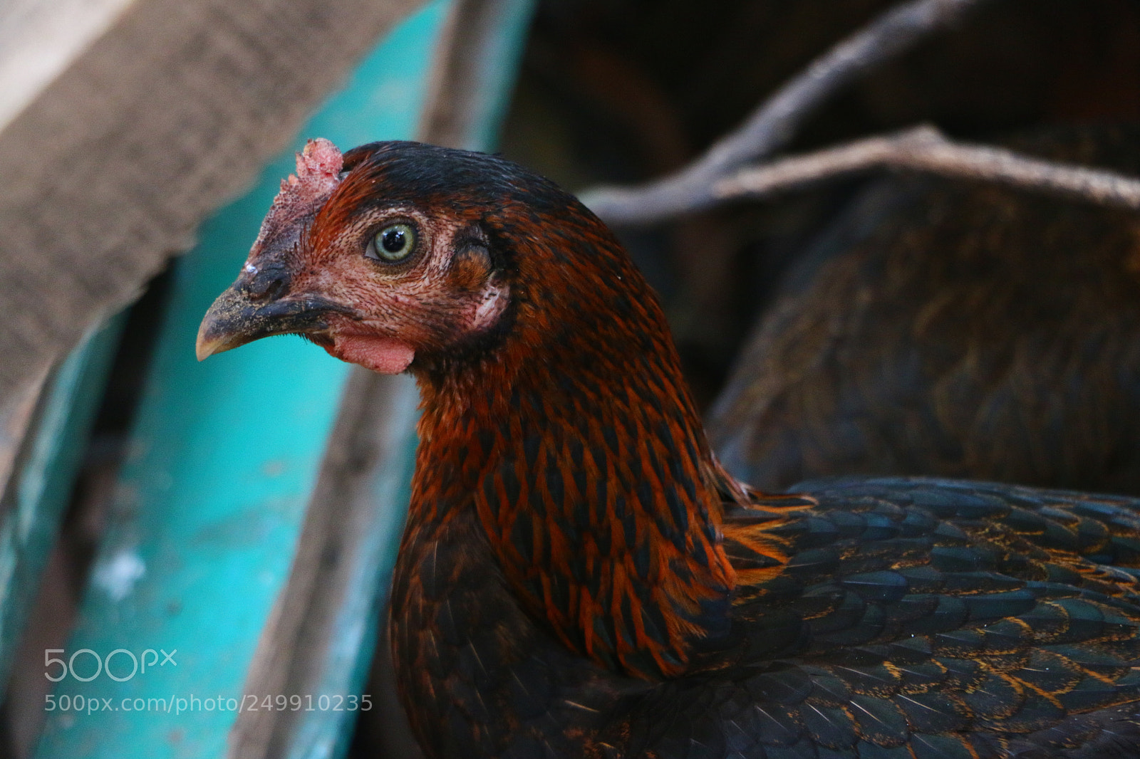 Canon EOS 70D sample photo. Eyes that can kill photography