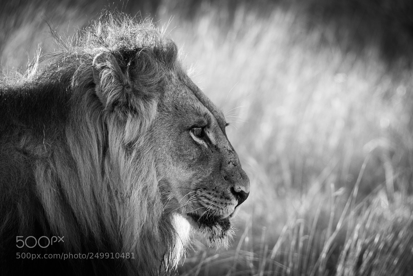 Canon EOS 7D Mark II sample photo. Lion's profile photography