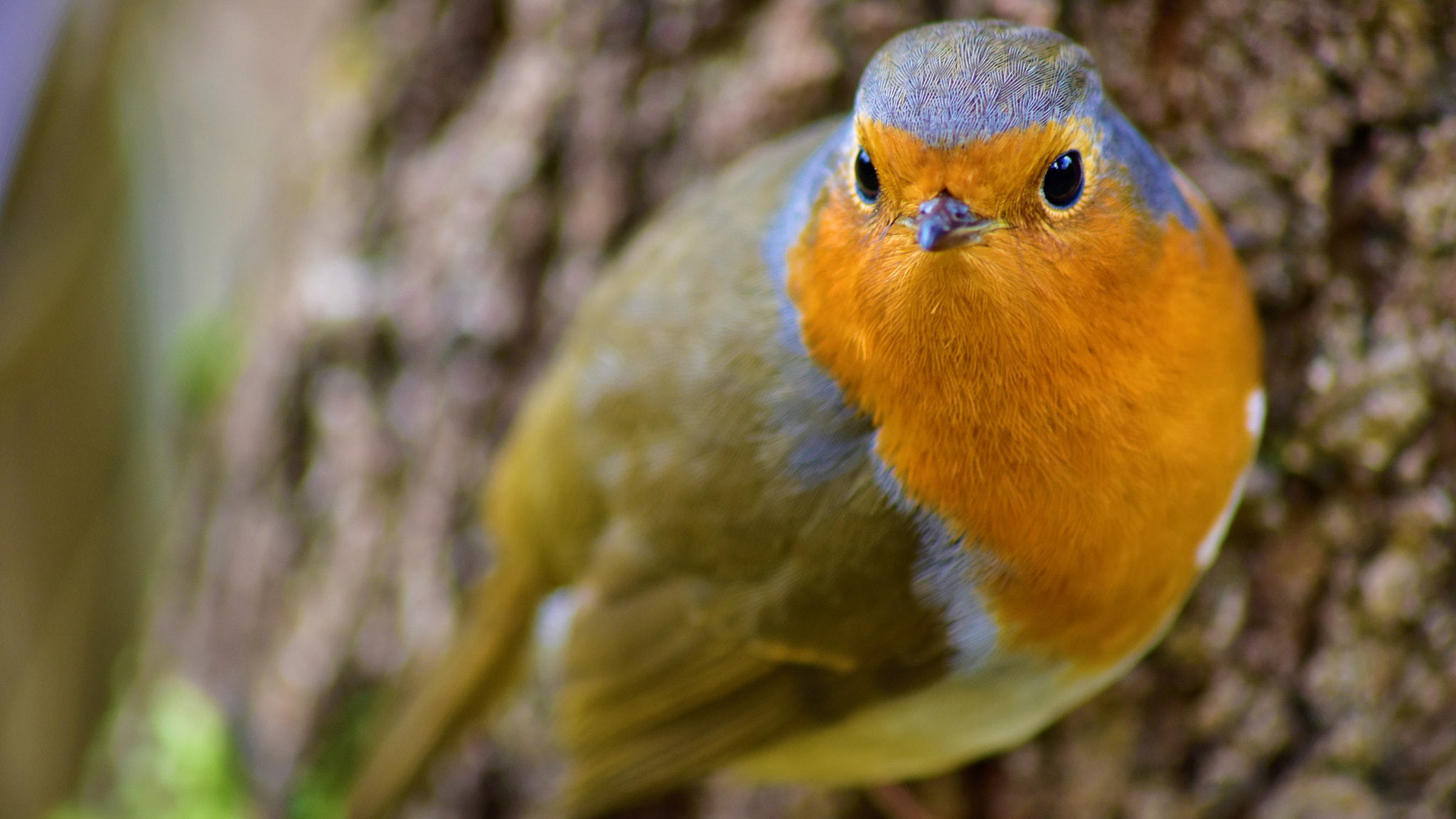 Sigma 70-300mm F4-5.6 APO DG Macro sample photo. Little bird photography