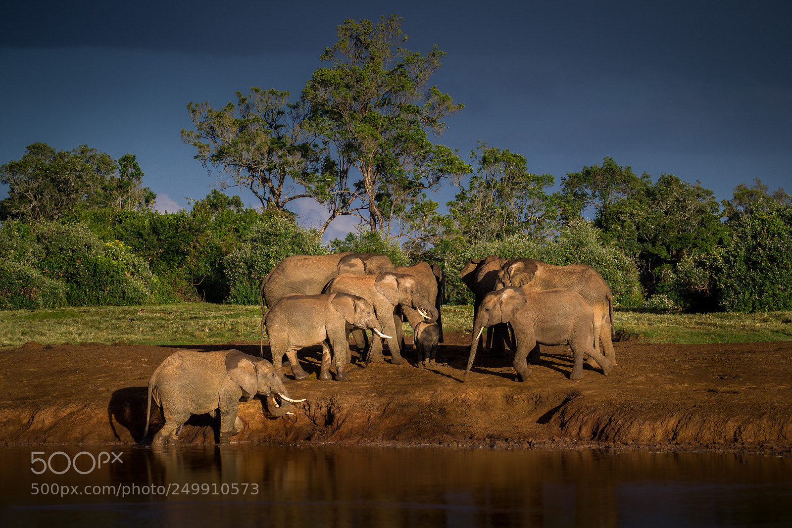 Olympus OM-D E-M1 Mark II sample photo. At the waterhole photography