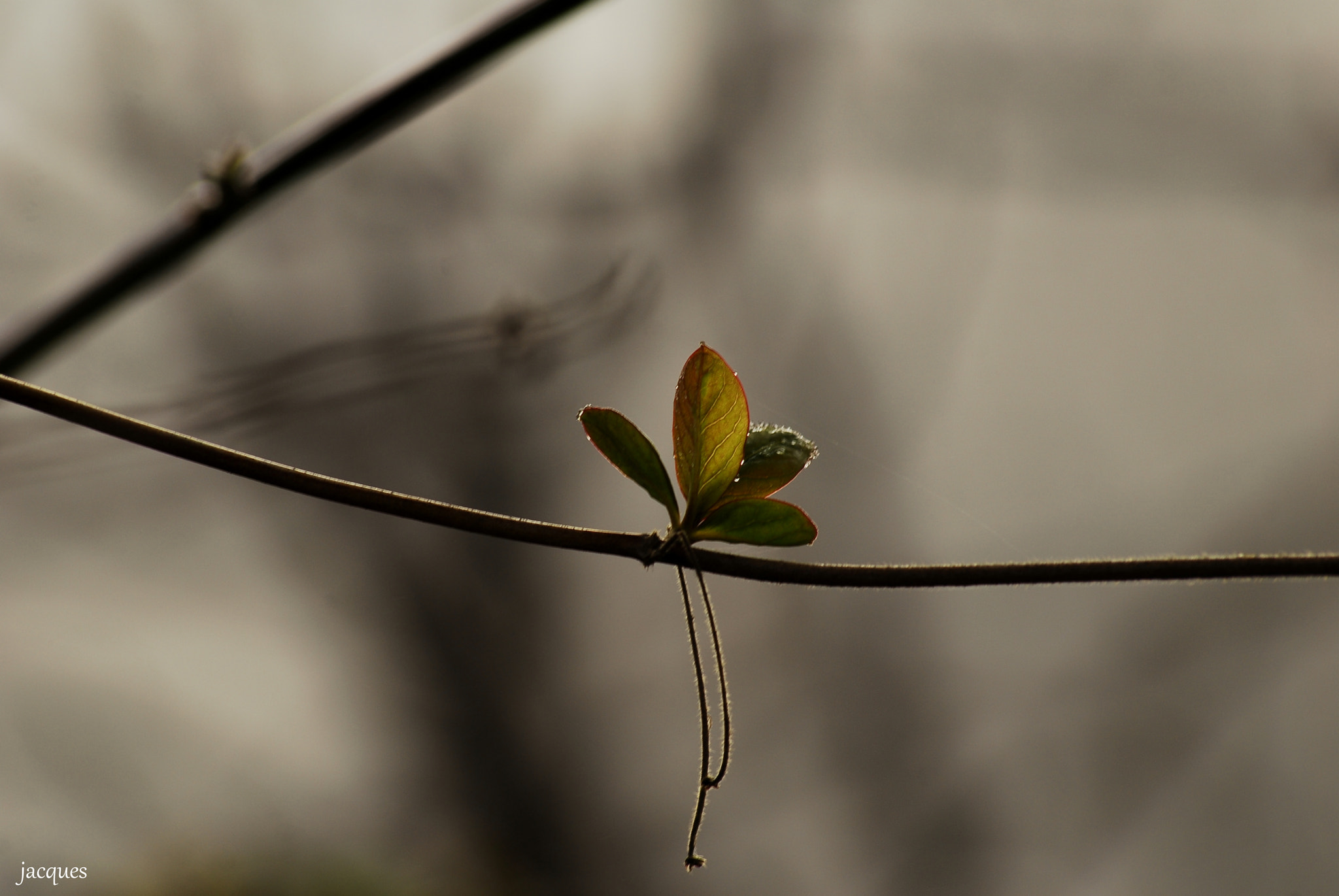 Nikon D200 + Sigma 70-300mm F4-5.6 APO DG Macro sample photo. Rejuvenation photography