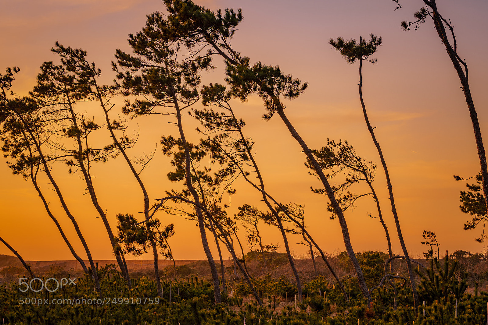 Sony a7 II sample photo. Pine tree photography