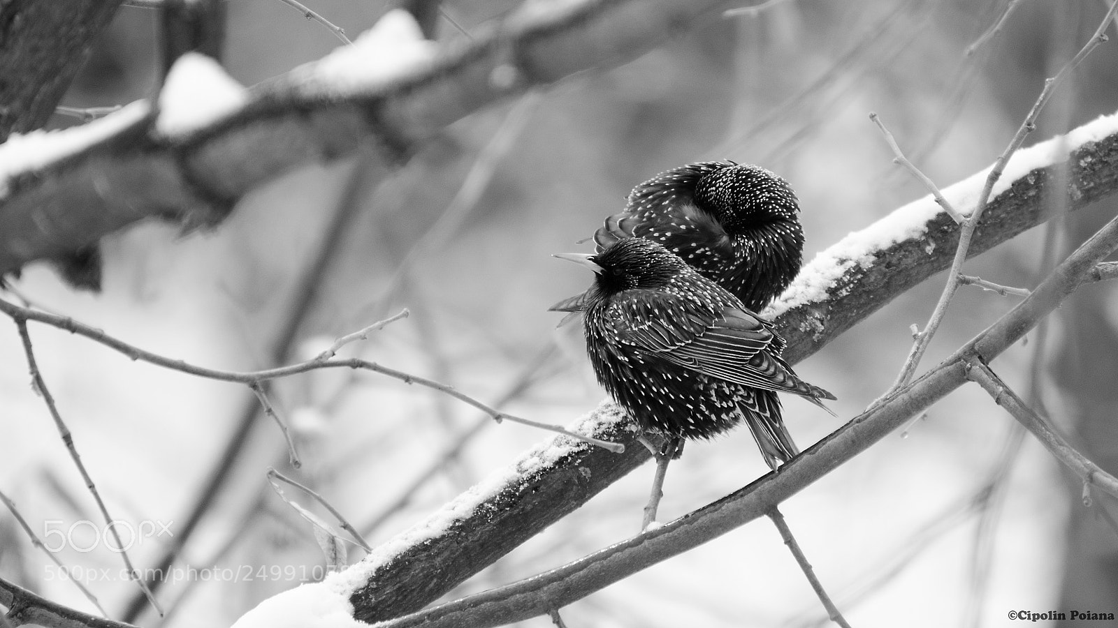 Nikon D7000 sample photo. Two starlings, coming from photography