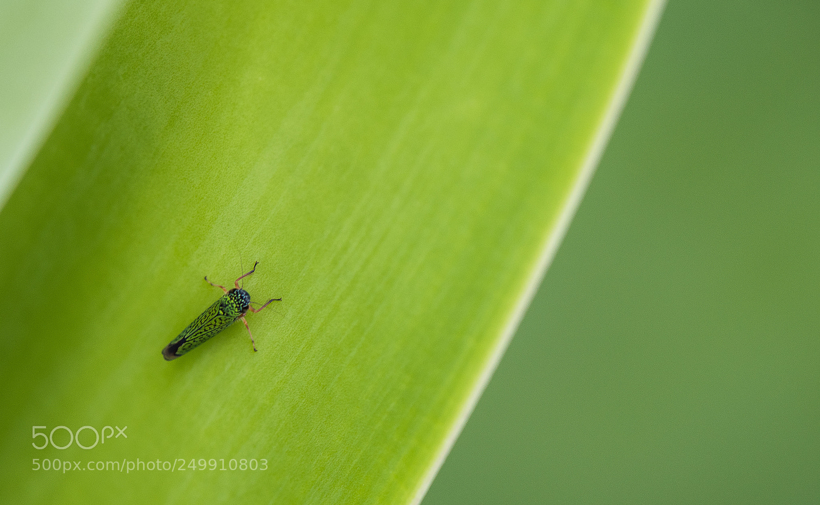 Nikon D810 sample photo. Cantharidae - soldier beetle photography