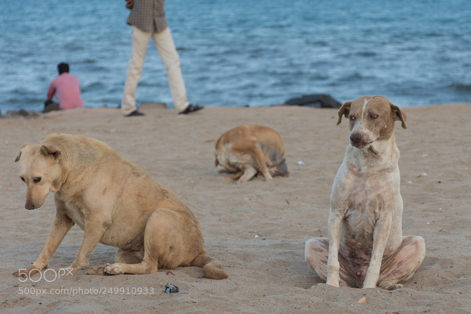 Nikon D7200 sample photo. "did you fart?" photography
