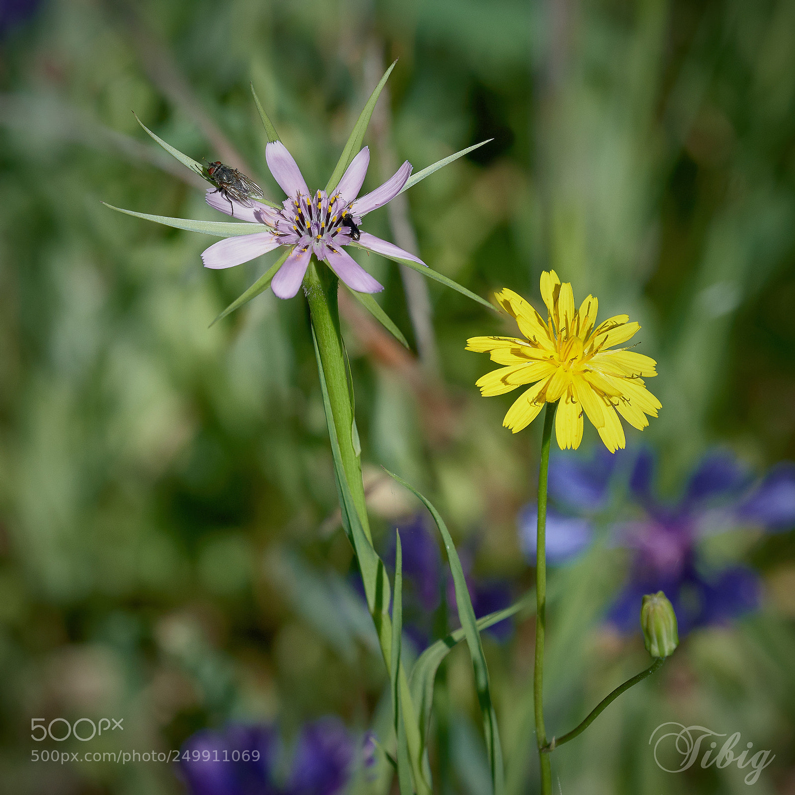 Nikon D500 sample photo. Two flowers photography