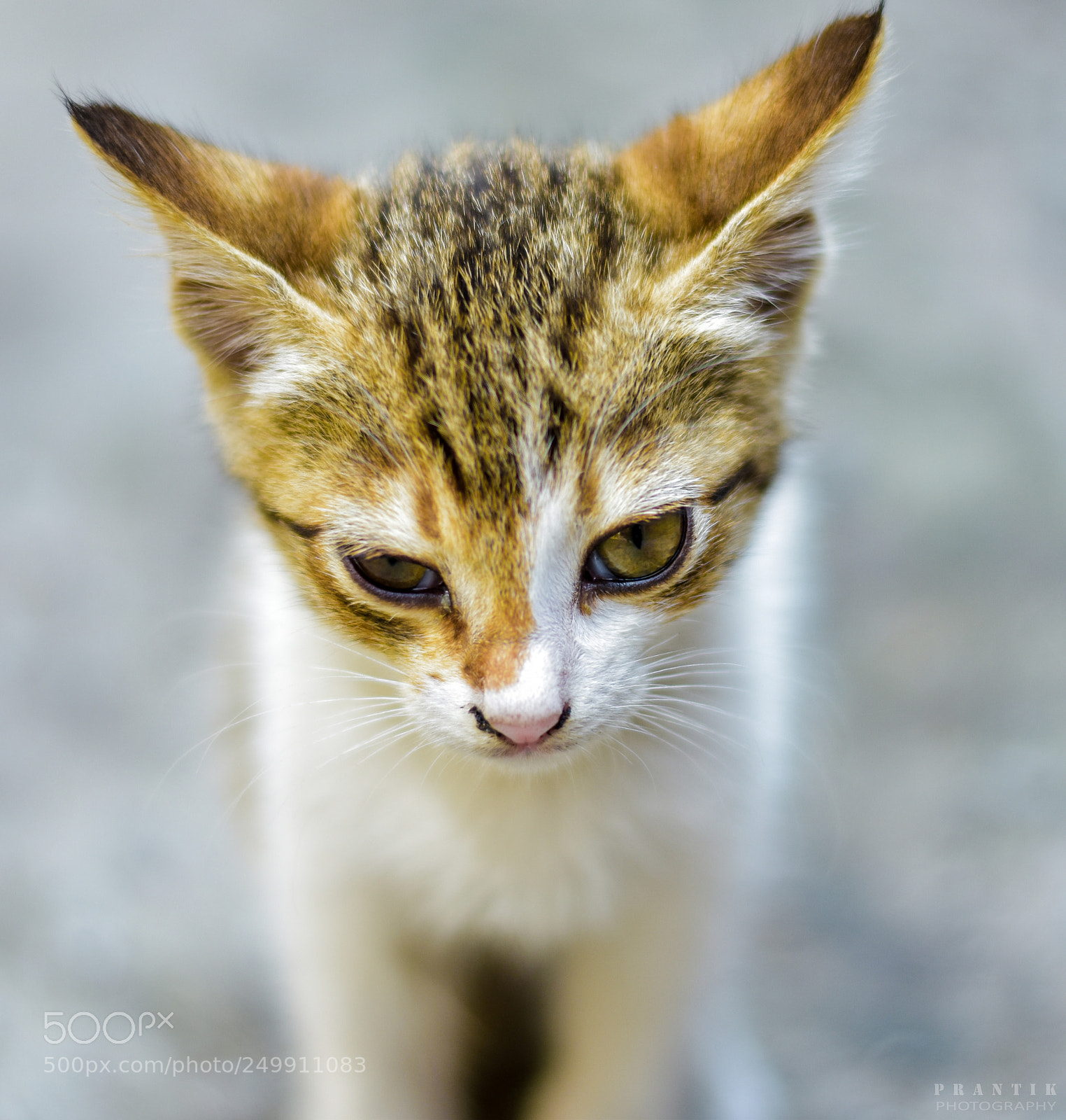 Nikon D5500 sample photo. Cutie pie photography