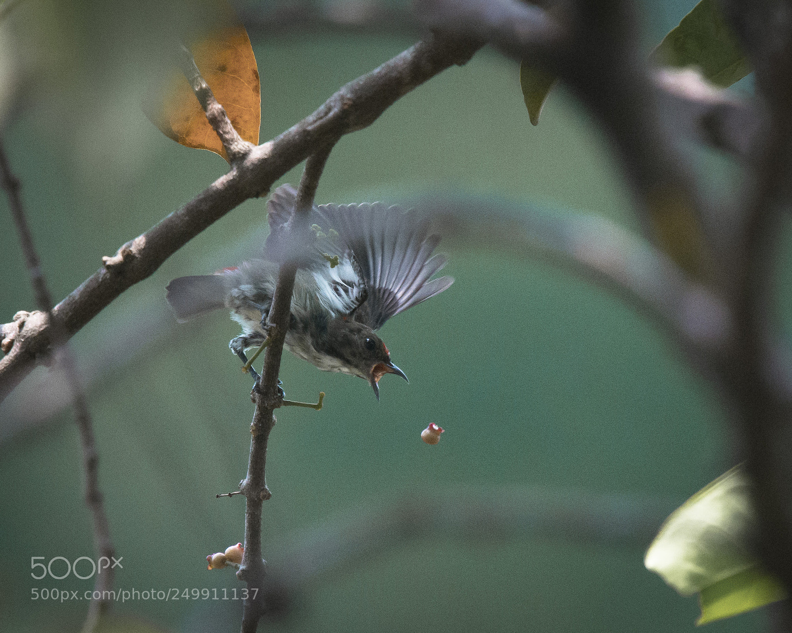 Nikon D7200 sample photo. Flowerpecker dropping berry photography