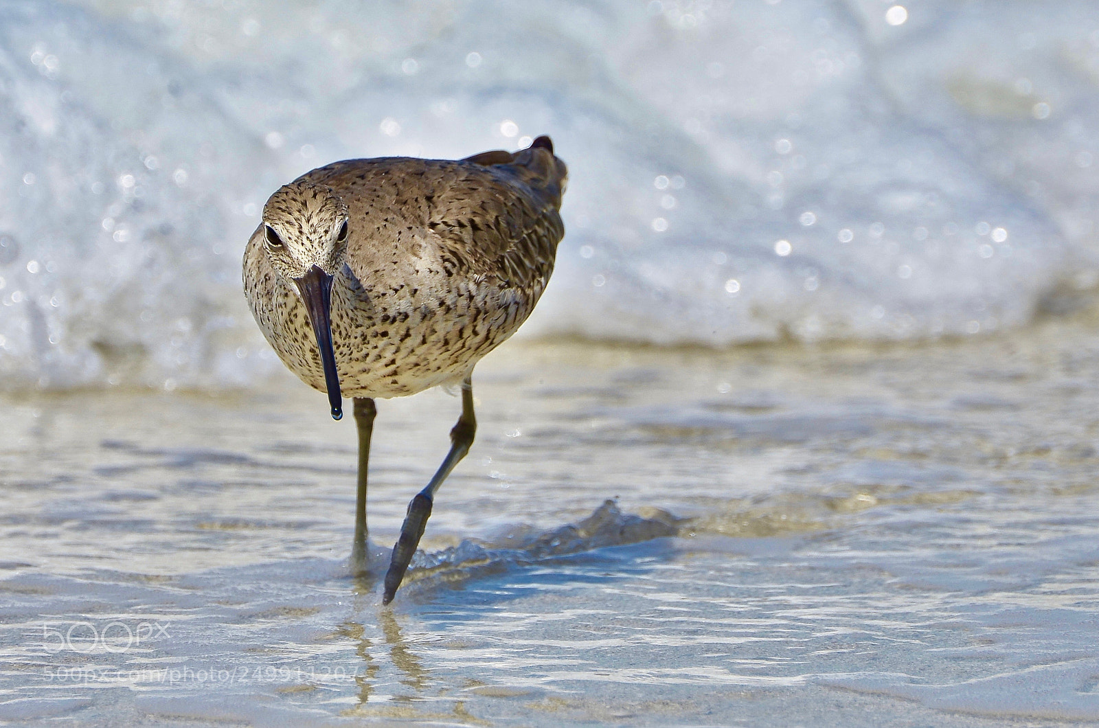 Nikon D7000 sample photo. Willet photography