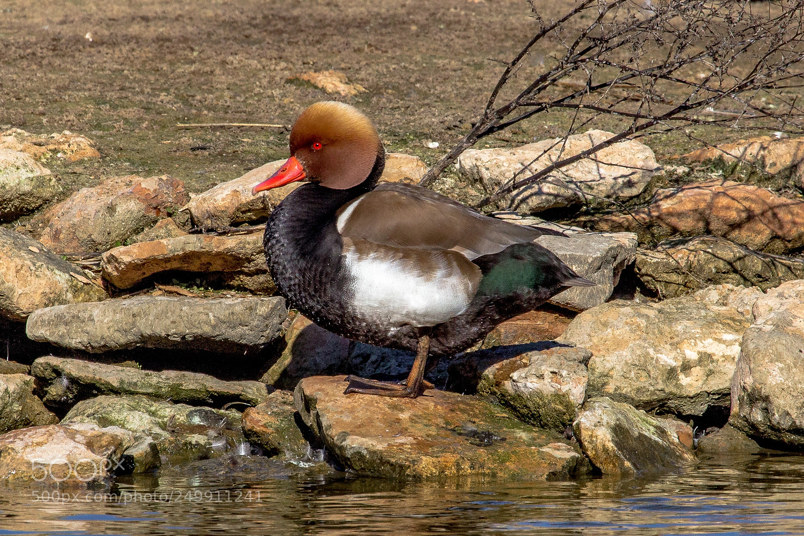 Canon EOS 60D sample photo. Red-crested pochard photography