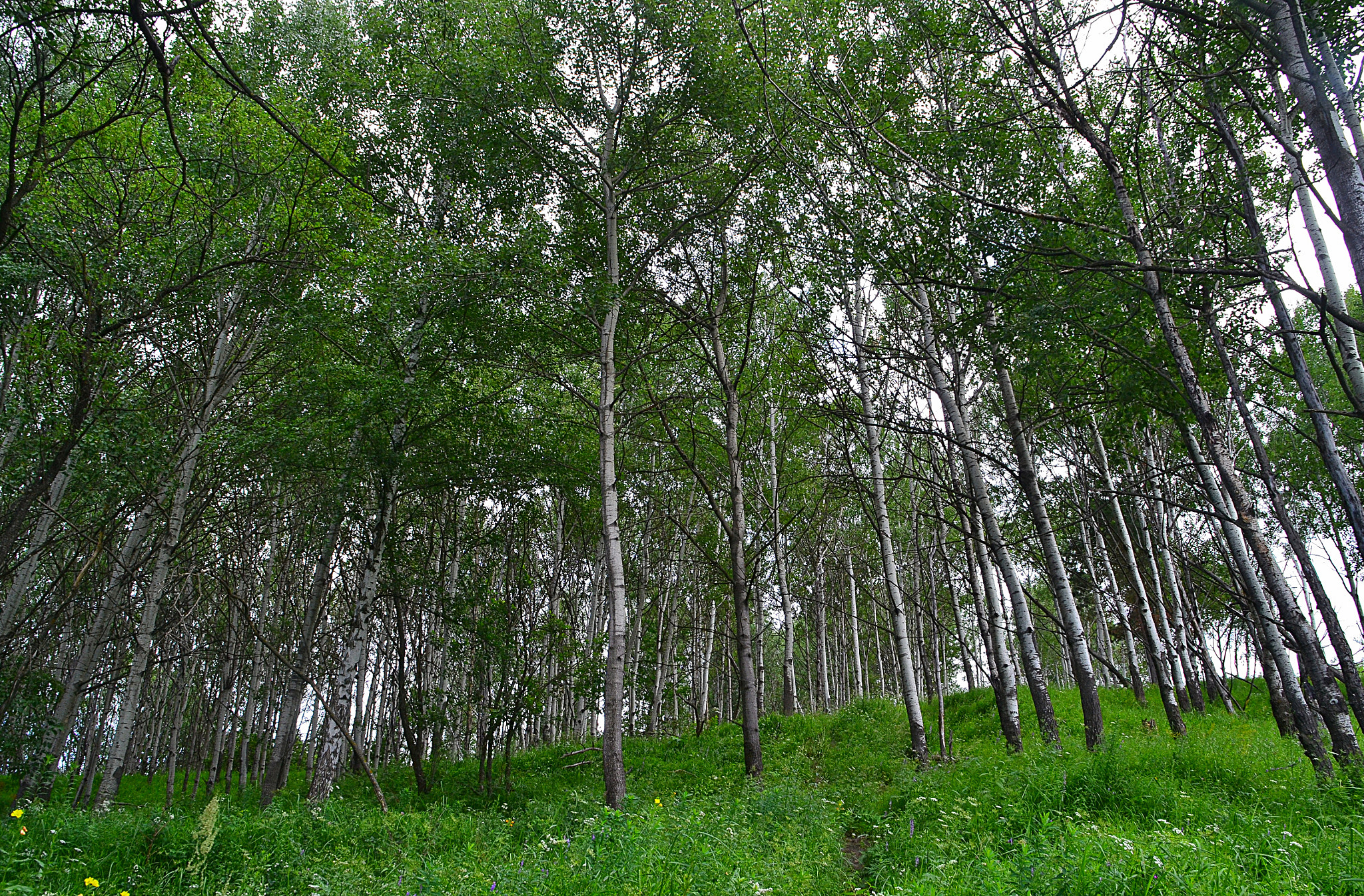 Nikon D3100 sample photo. Slope aspen forest photography