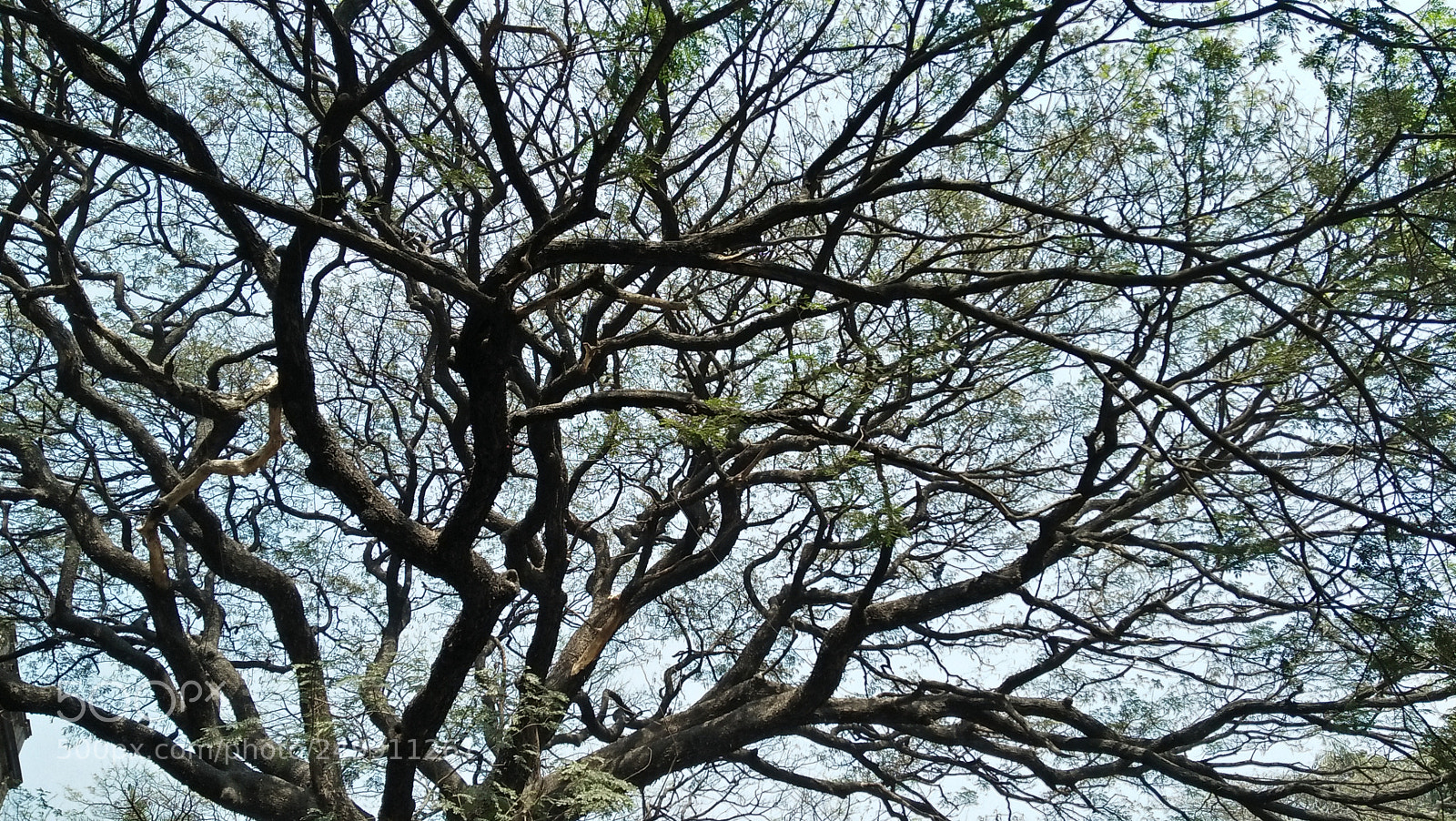 OPPO A37fw-International sample photo. Branches beauty photography