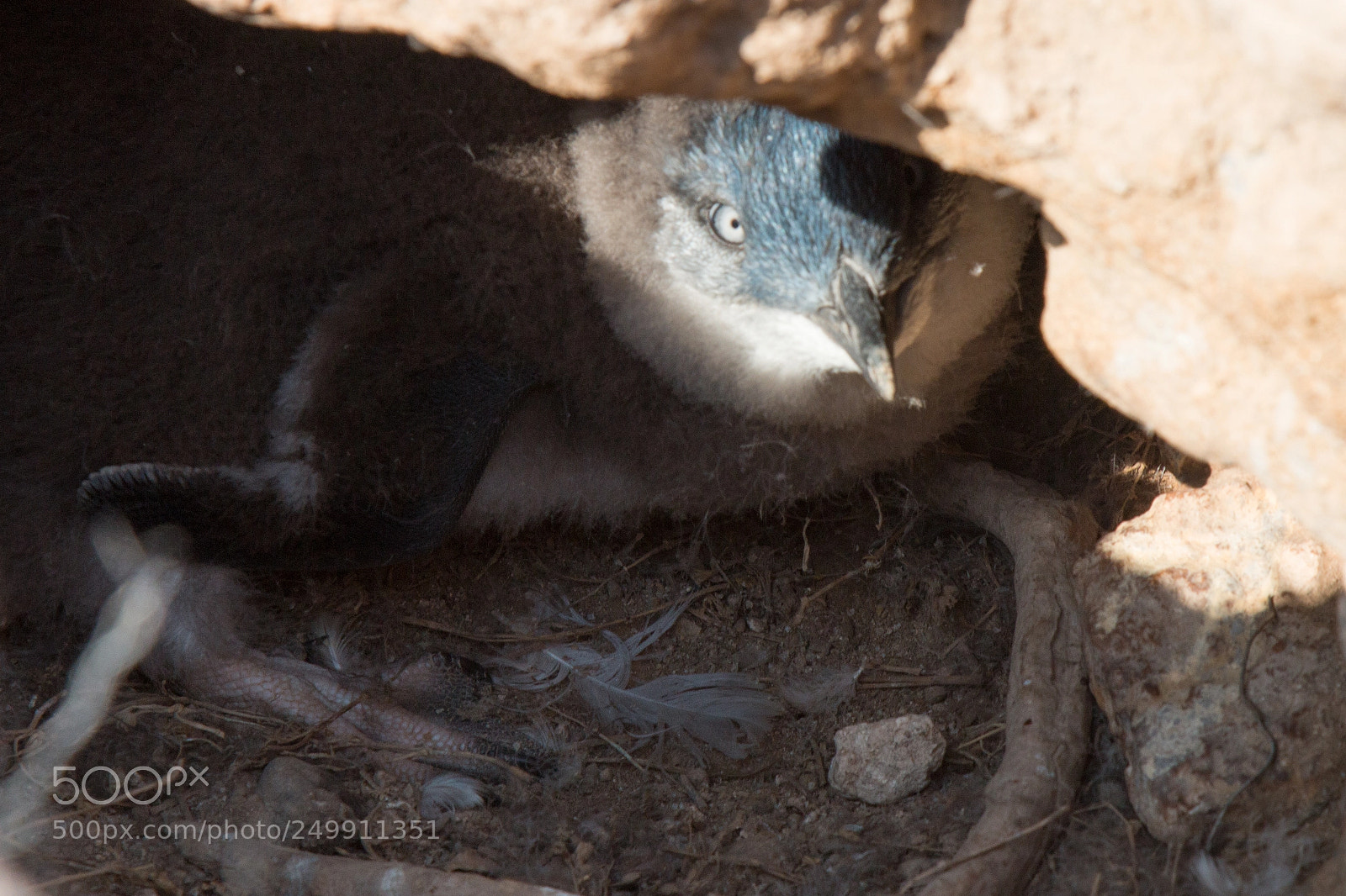 Canon EOS 70D sample photo. Young, little blue penguin photography