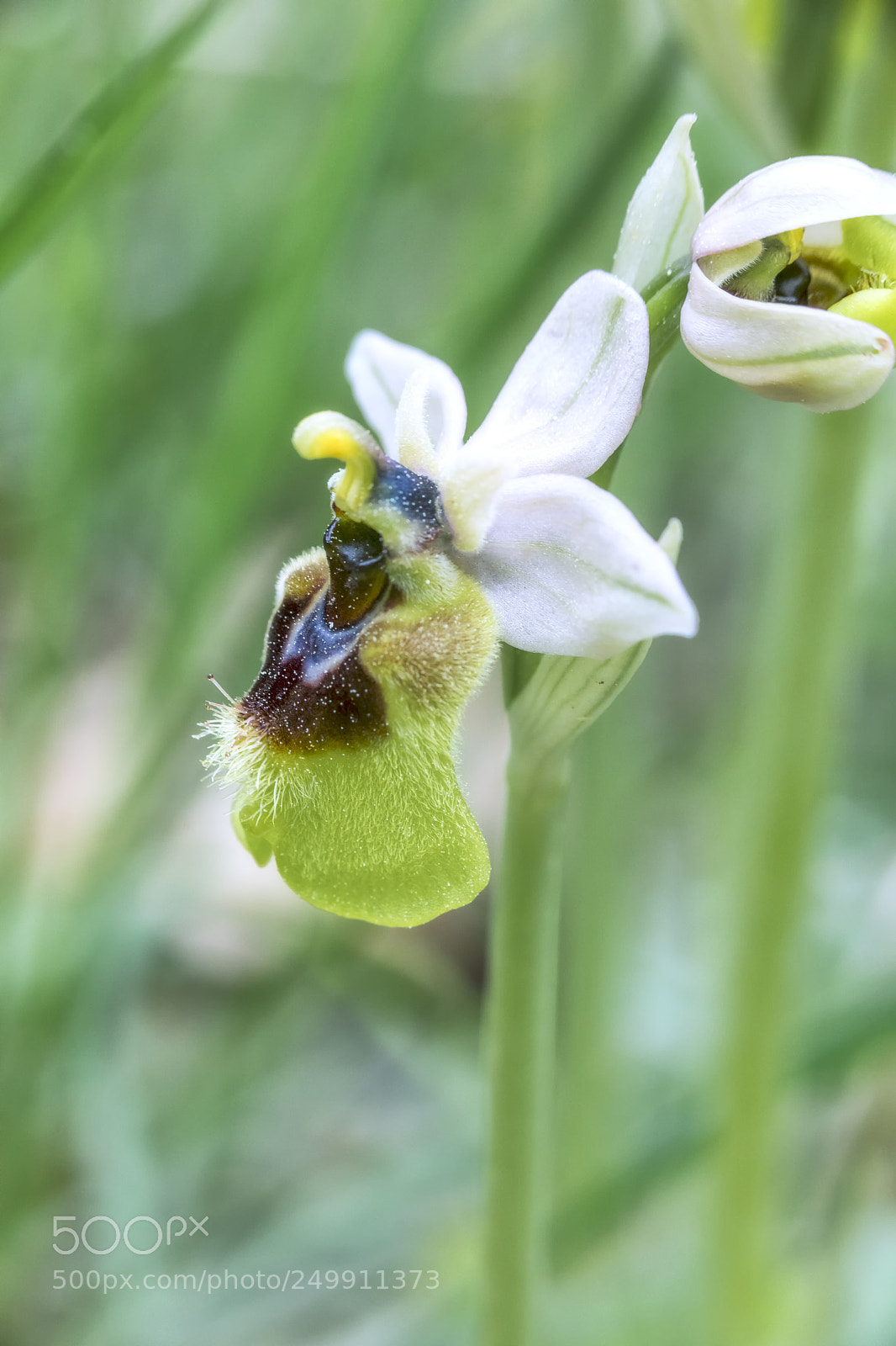 Canon EOS 5D Mark IV sample photo. Ophrys photography