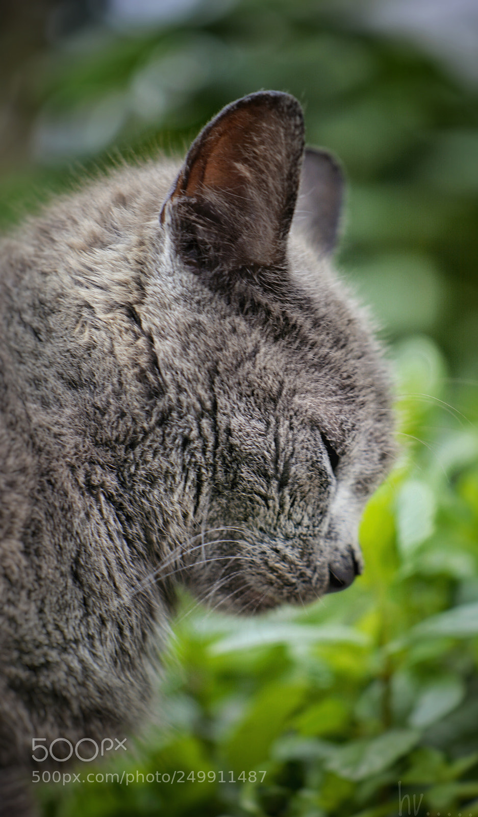 Nikon D7100 sample photo. Thinking photography