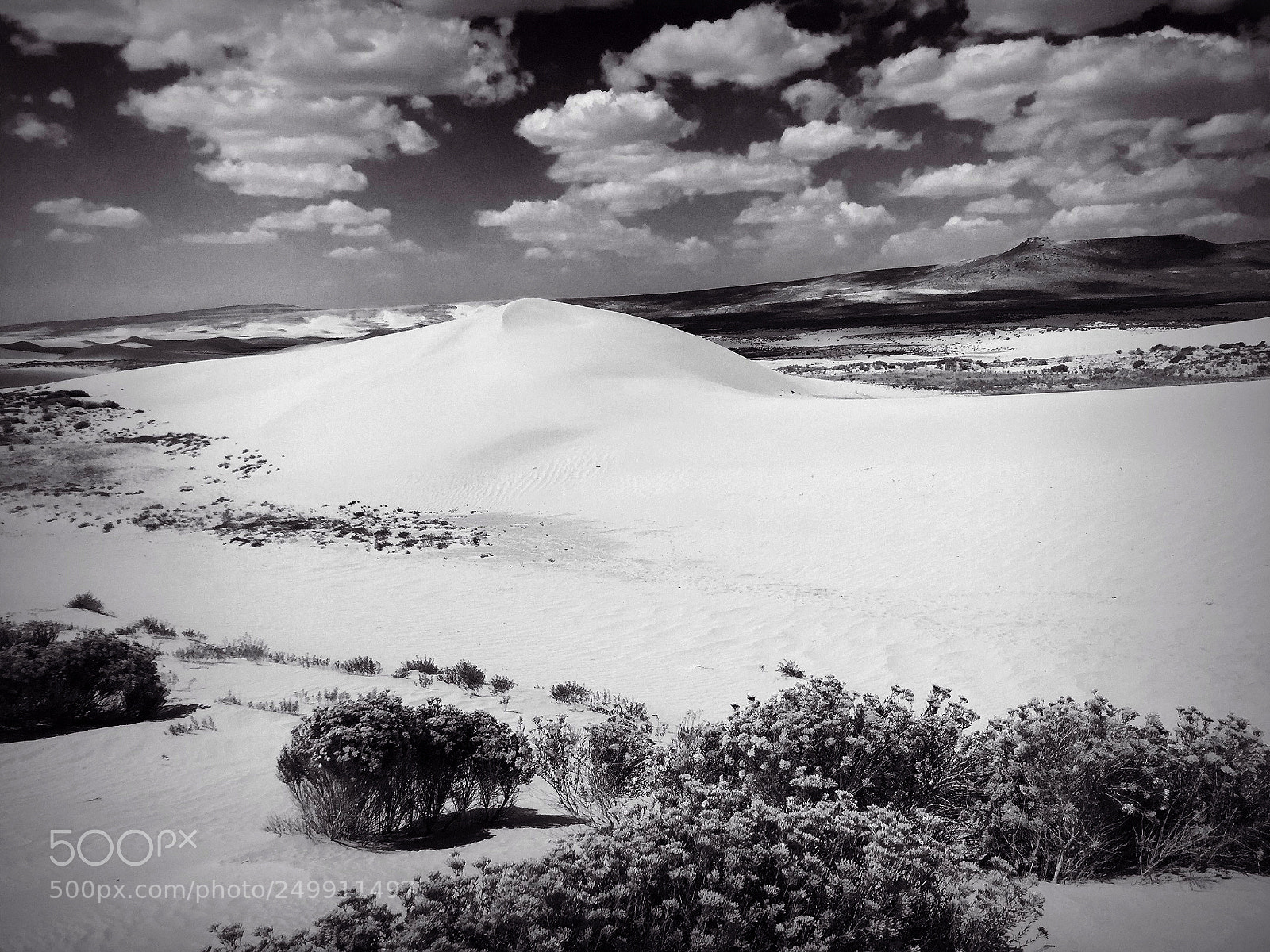 Apple iPad sample photo. Flora at killpecker dunes photography