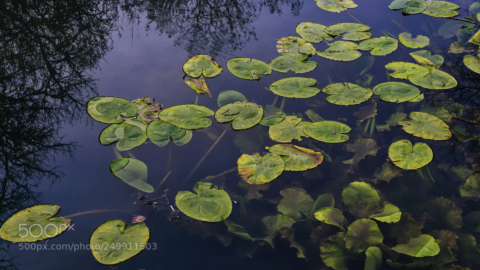 Sony Alpha NEX-5R sample photo. Water lillies photography