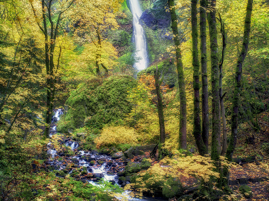 Pentax 645D sample photo. Starvation creek and waterfalls with fall colors.columbia river gorge national scenic area, oregon photography