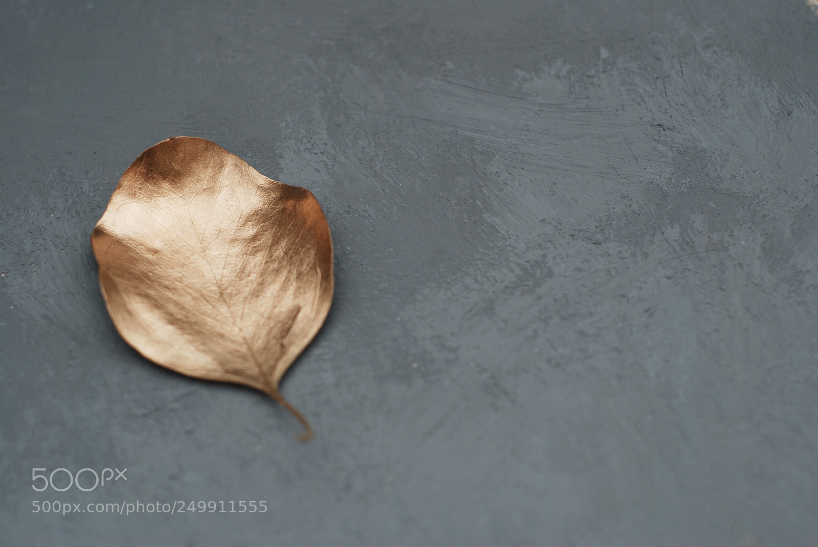 Nikon D80 sample photo. One eucalyptus leave painted photography