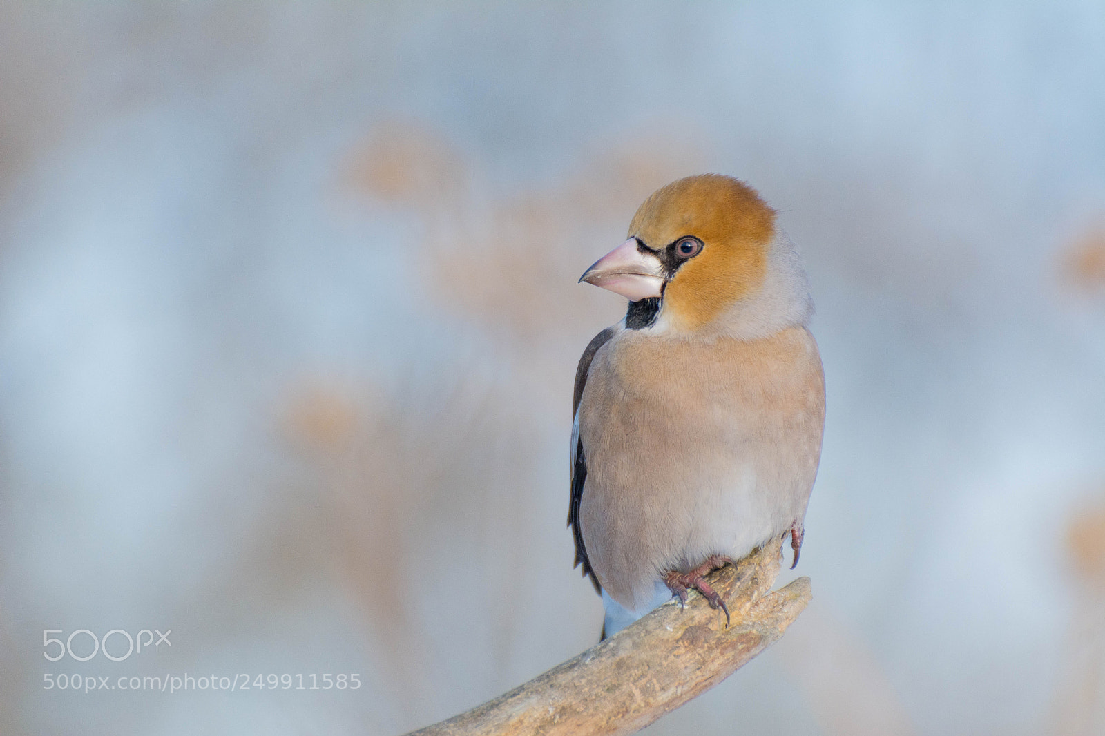Nikon D7100 sample photo. Bullfinch photography