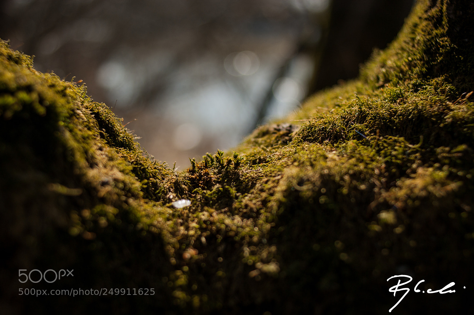 Sony Alpha DSLR-A350 sample photo. ... photography
