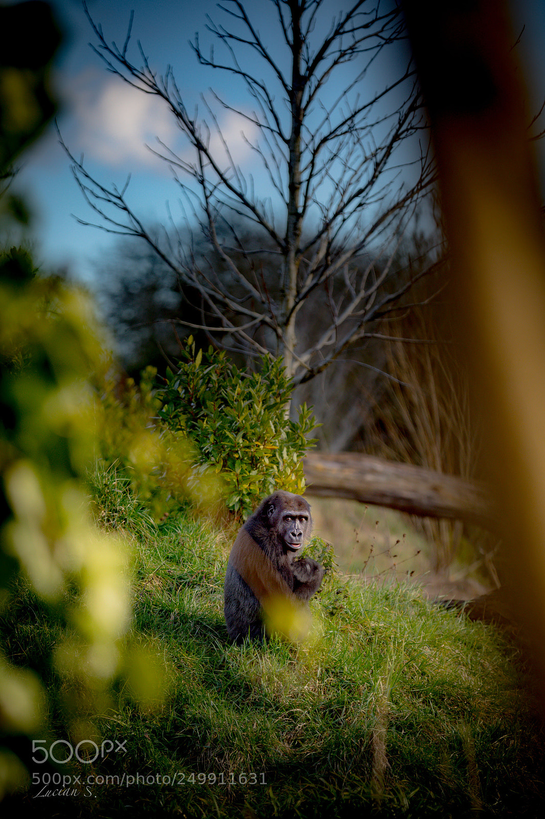Canon EOS 5D Mark IV sample photo. Baby gorilla photography