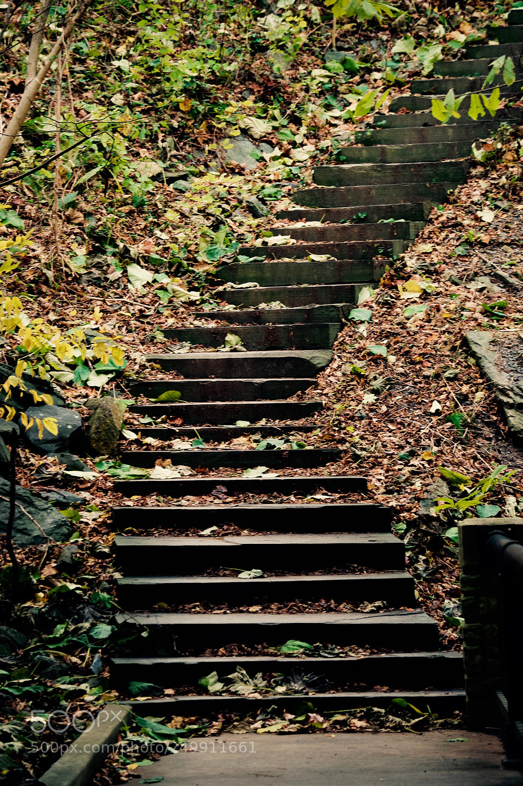 Nikon D3100 sample photo. A path photography