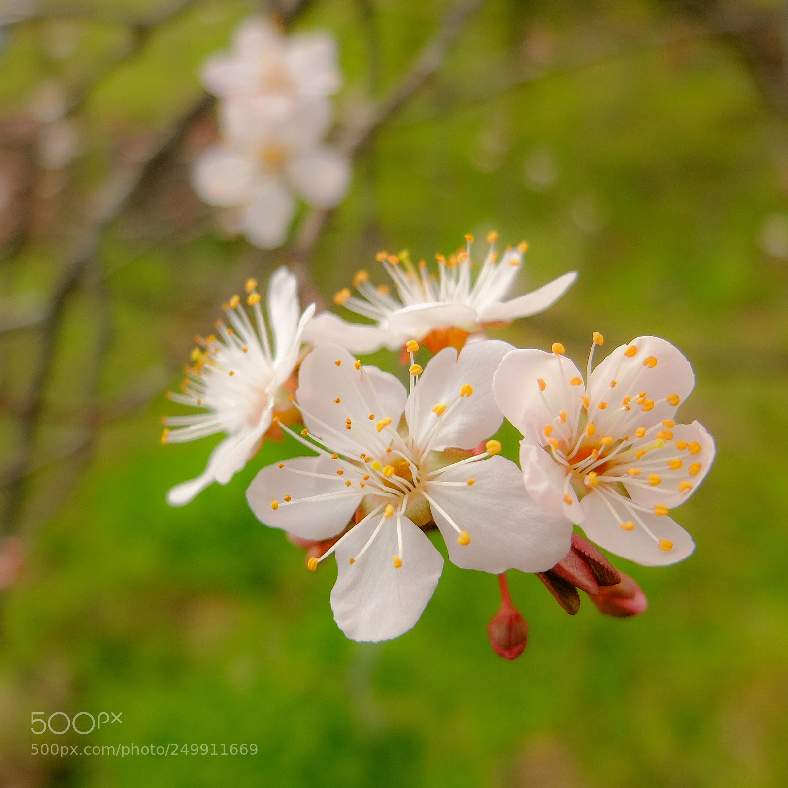 Fujifilm X30 sample photo. Japanese plum photography