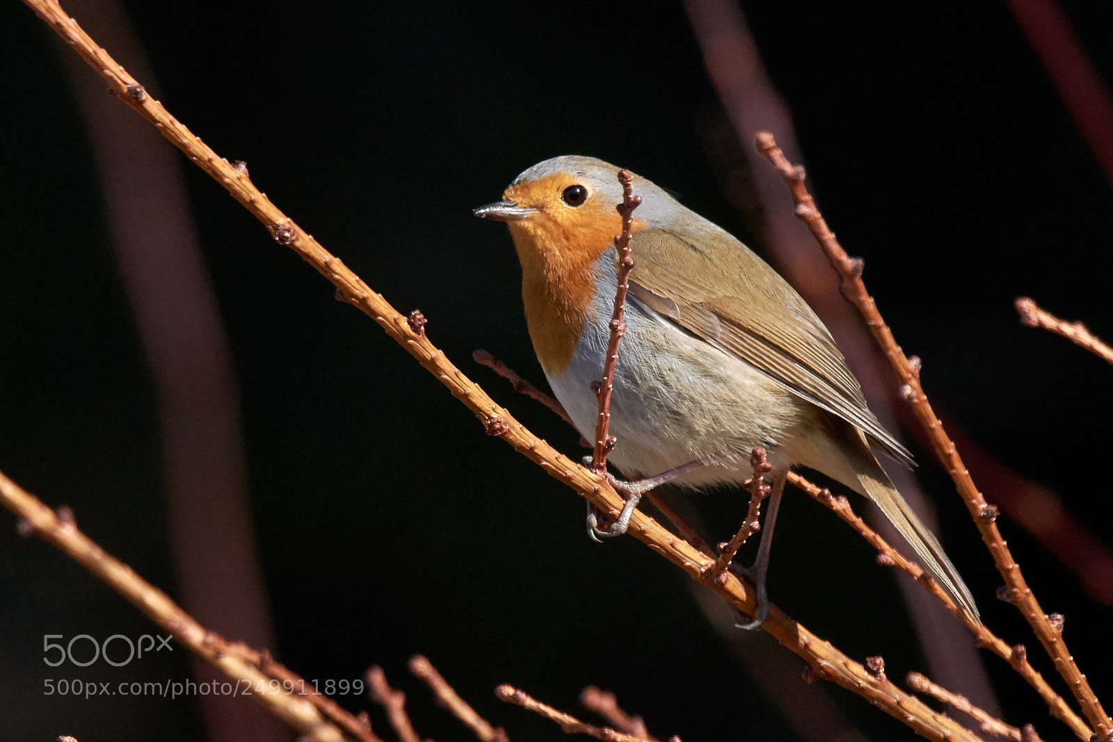 Nikon D7200 sample photo. Robin photography