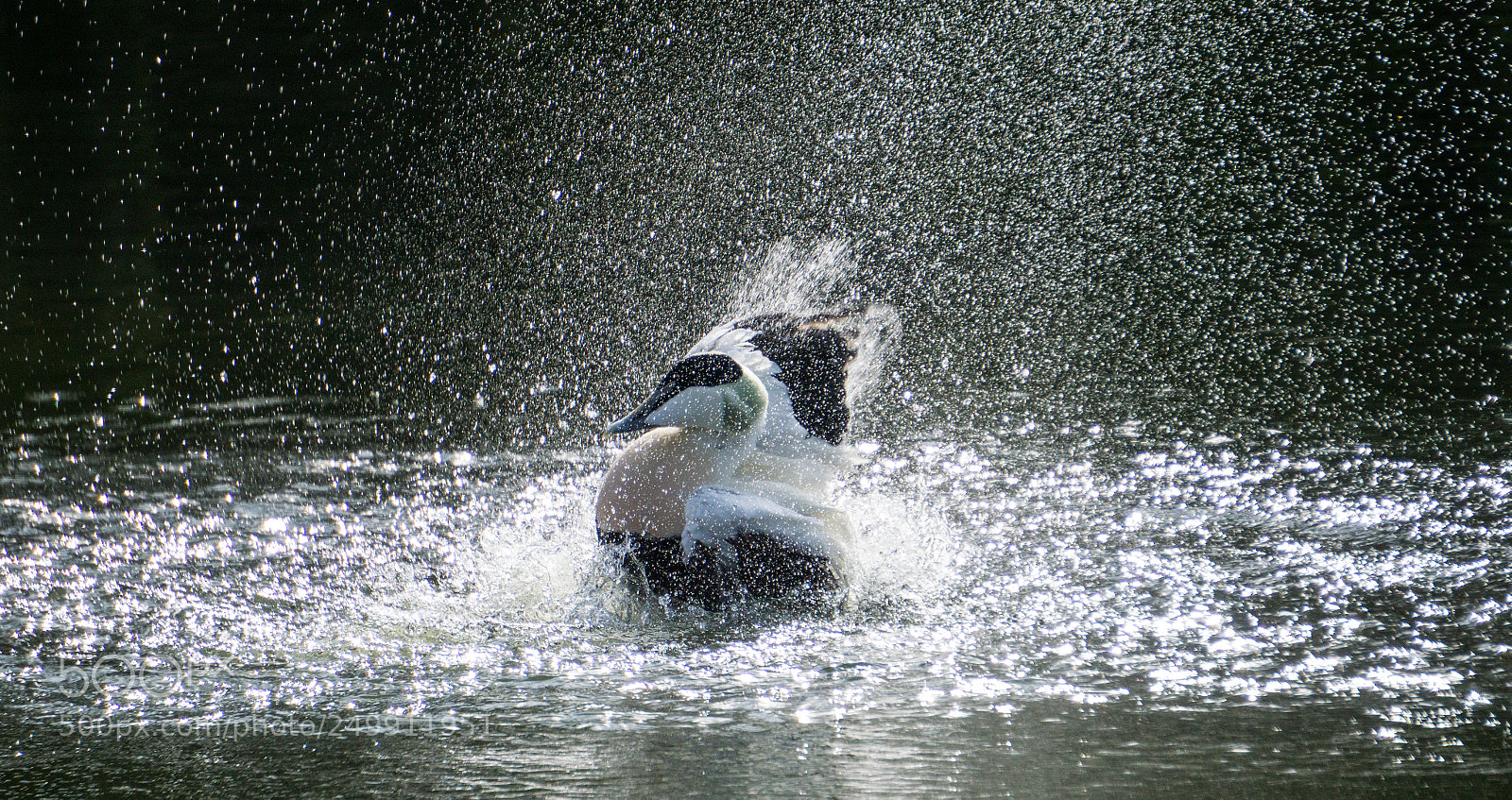 Sony a6000 sample photo. - dancing in the water - photography