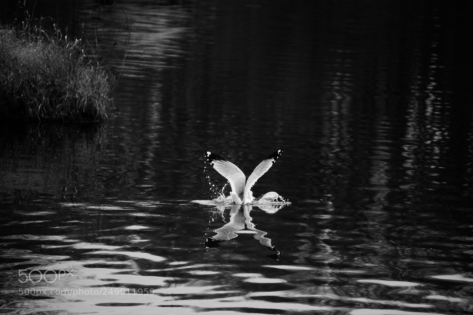 Nikon D3100 sample photo. Impact photography