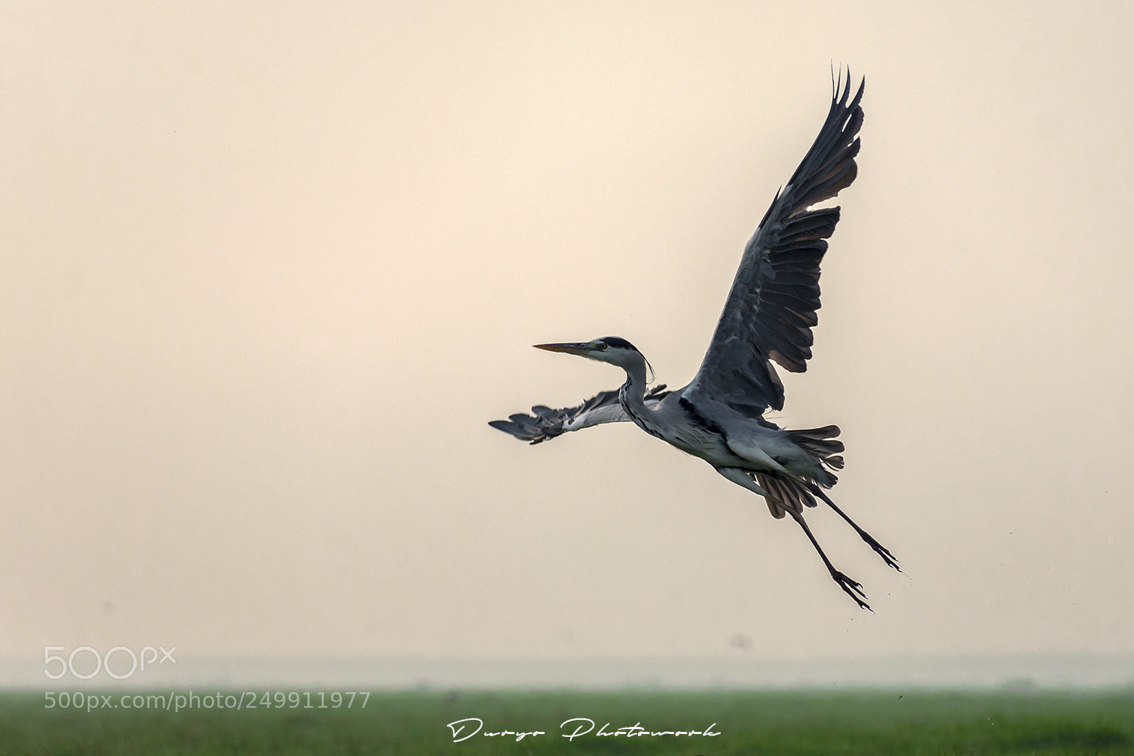 Nikon D7200 sample photo. Grey heron photography