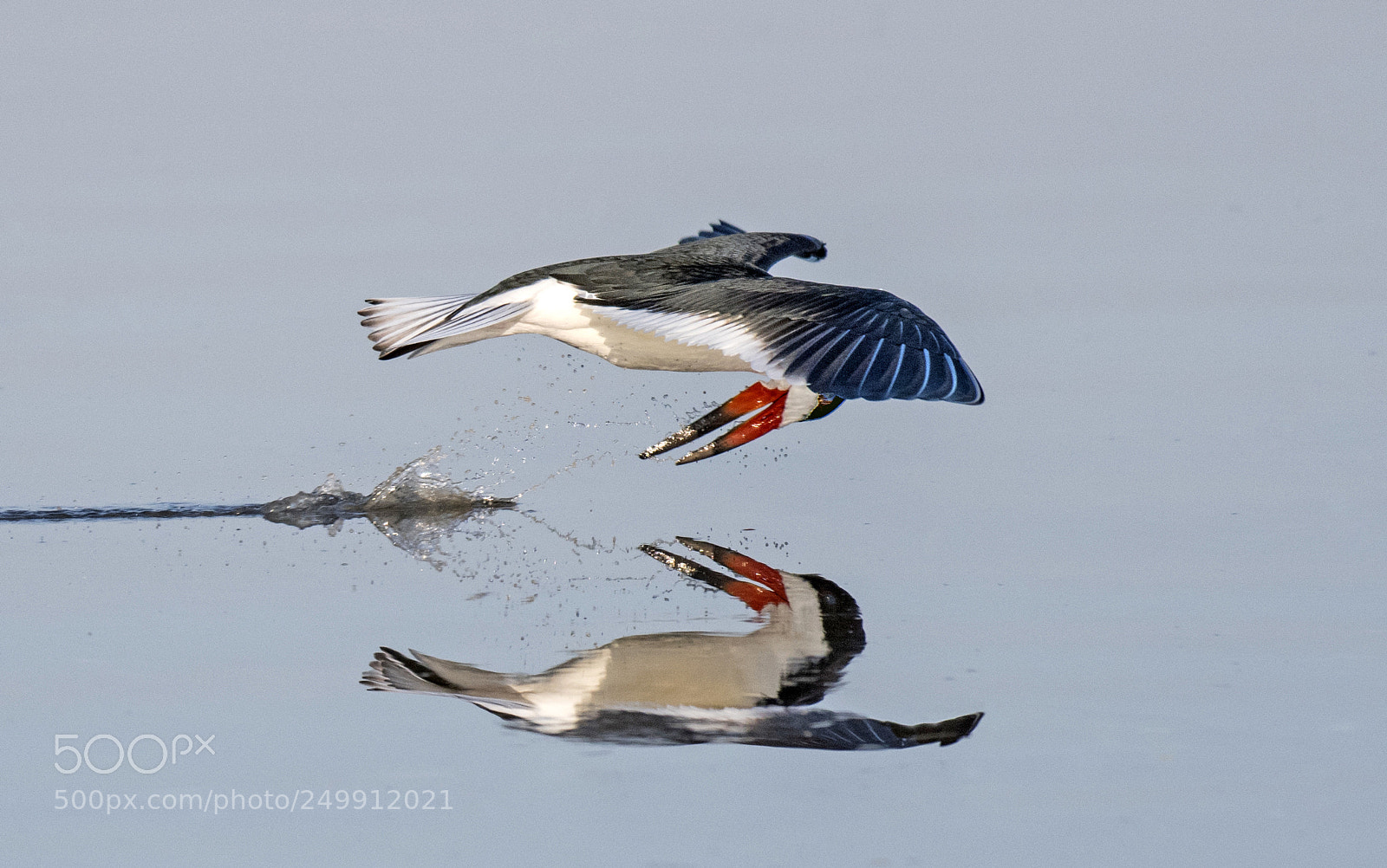 Nikon D500 sample photo. Black skimmer photography