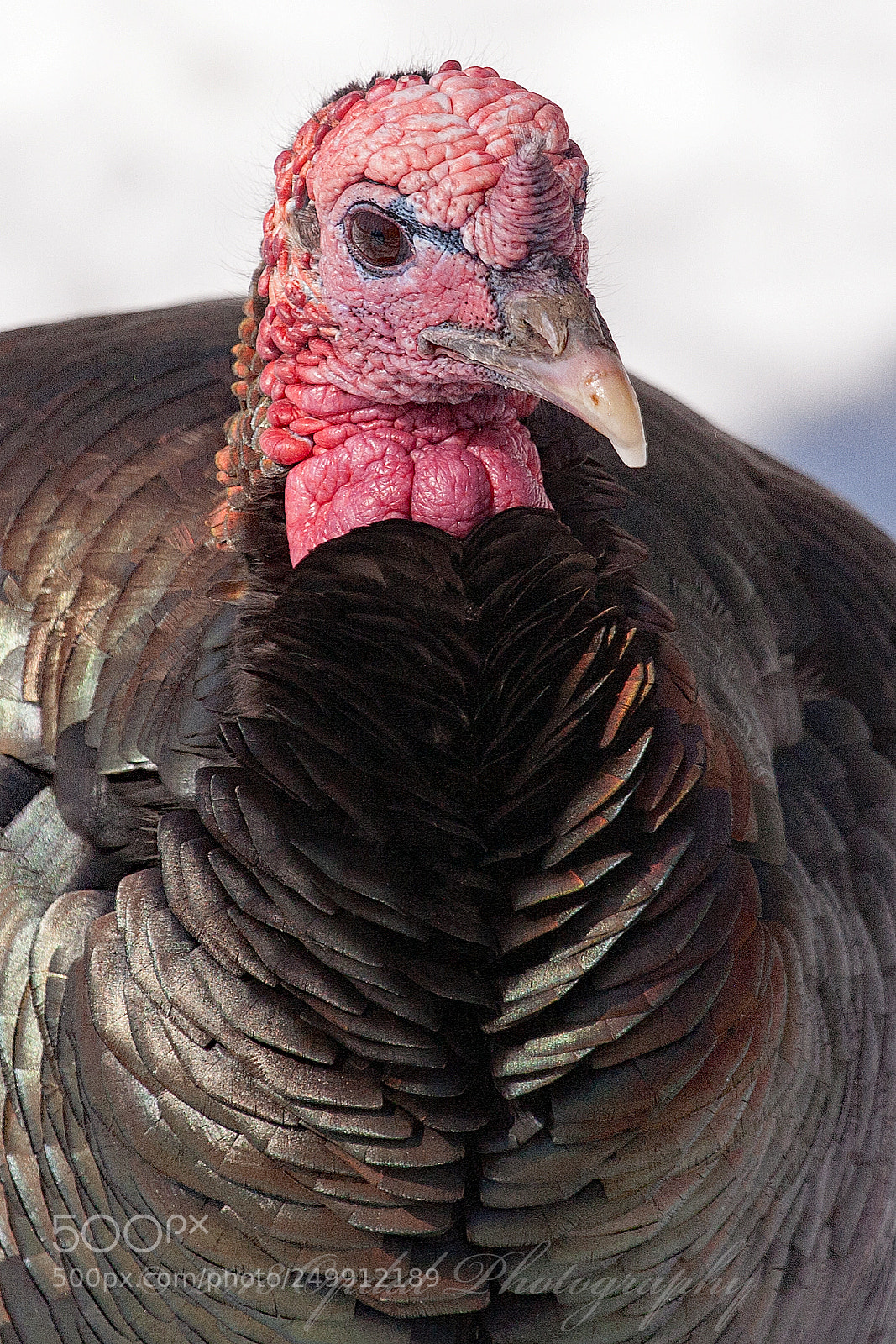 Canon EOS 5D sample photo. Wild turkey photography