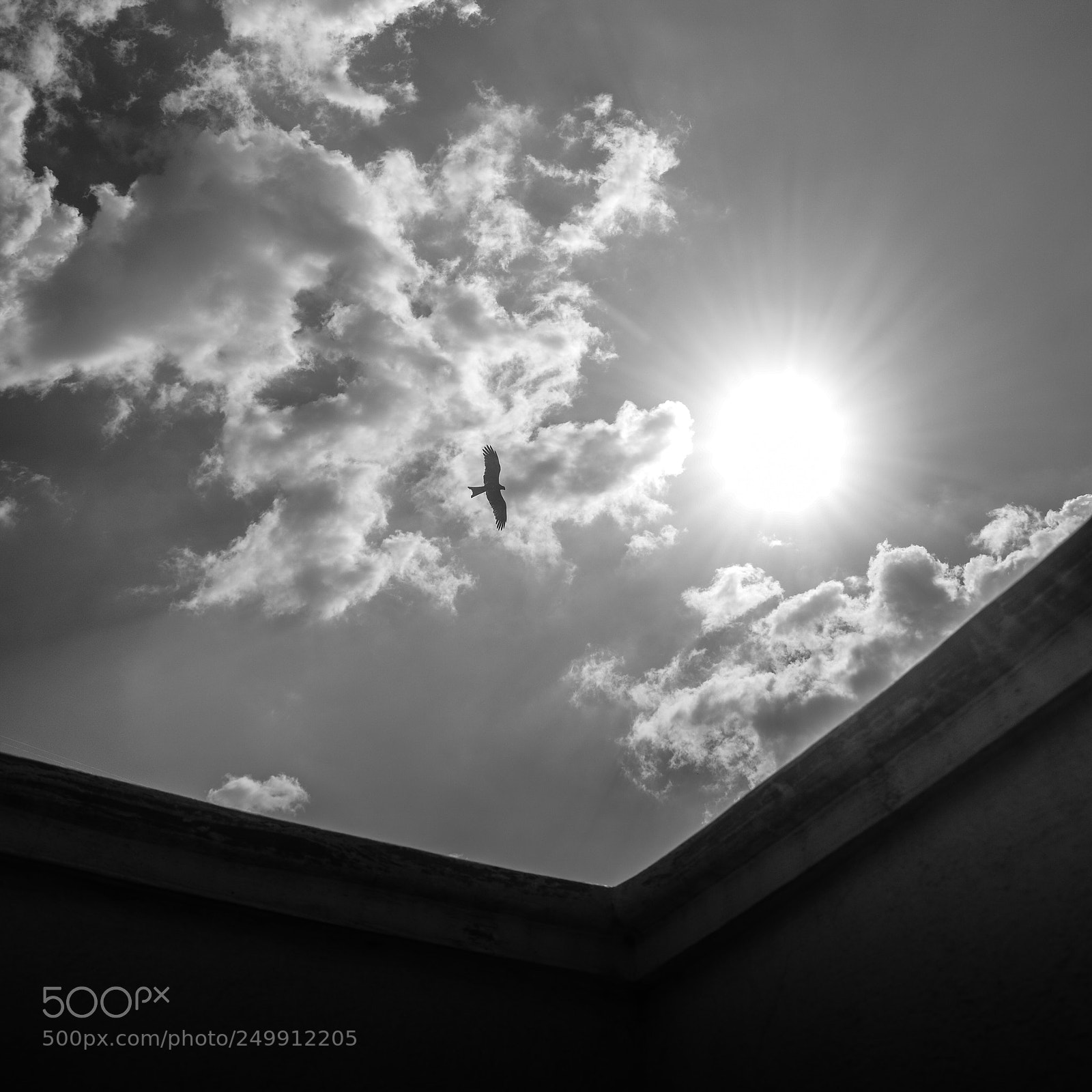 Nikon D7100 sample photo. Soaring high photography