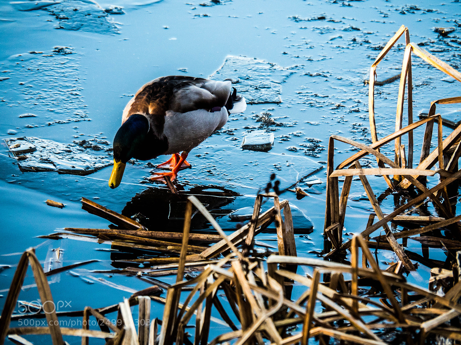 Olympus OM-D E-M5 II sample photo. Is that about my photography