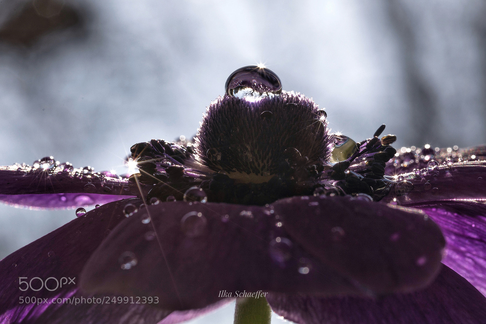 Canon EOS 5D Mark IV sample photo. Tropfen  photography