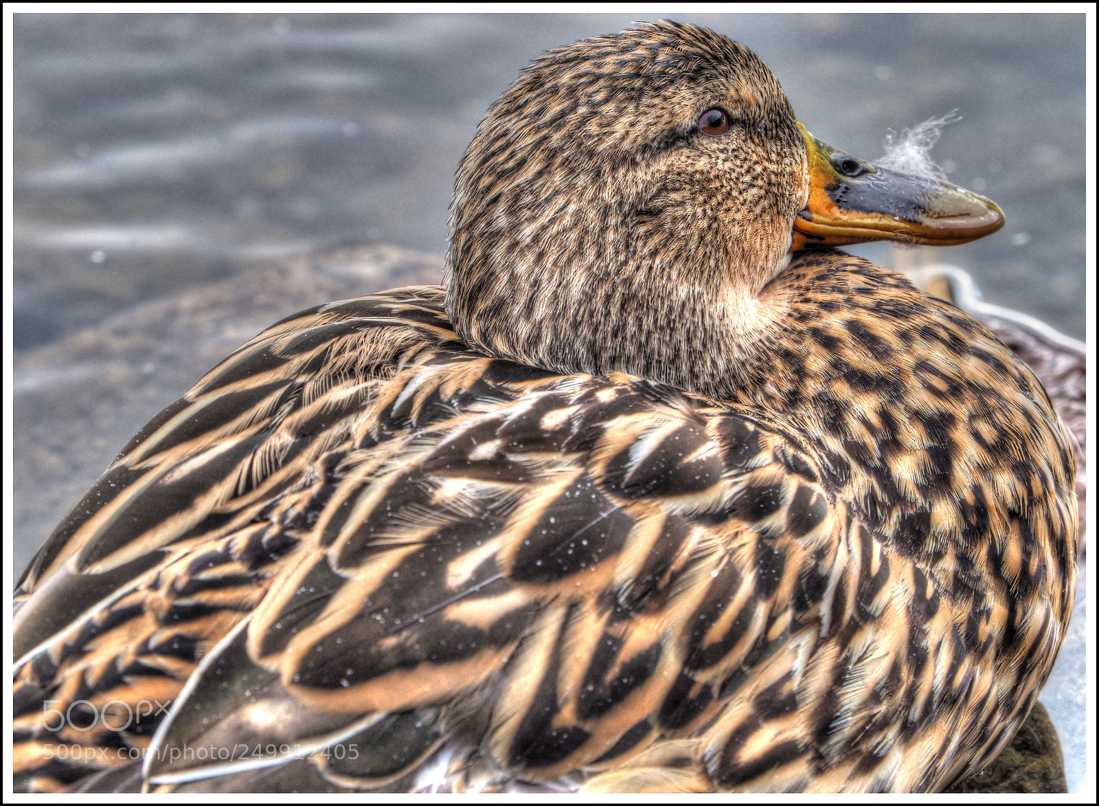Olympus OM-D E-M1 Mark II sample photo. Am mausern photography
