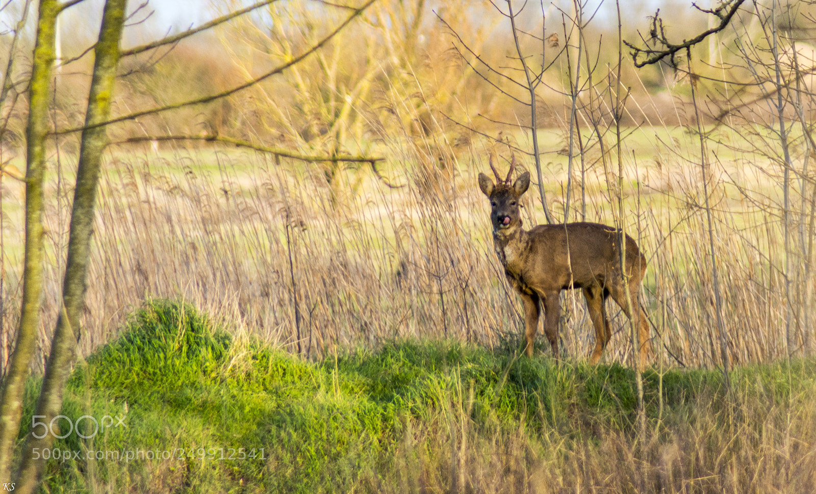 Nikon D5200 sample photo. Chevreuil photography