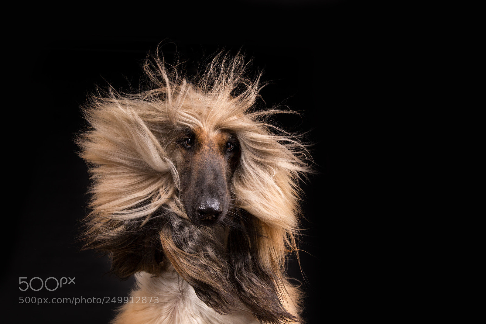 Canon EOS-1D X sample photo. Bad hair day photography