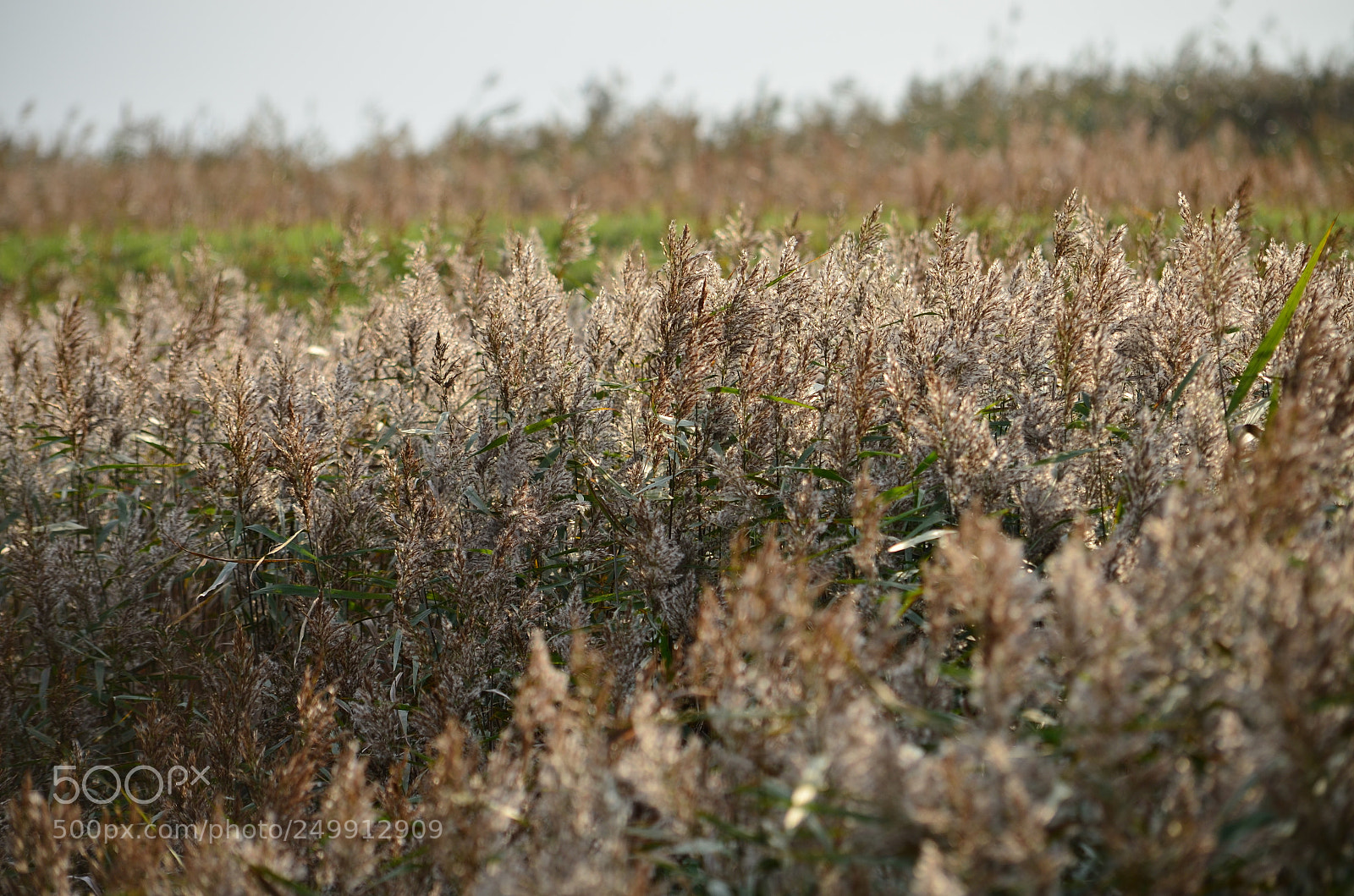 Nikon D5100 sample photo. Sonnenbad photography